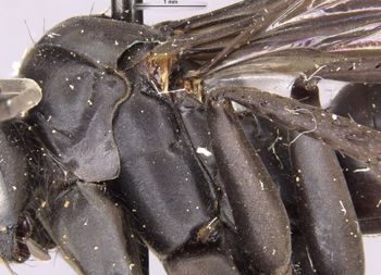 Media type: image;   Entomology 10396 Aspect: thorax lateral
